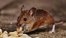 cricket-control Experts in Monroe Twp